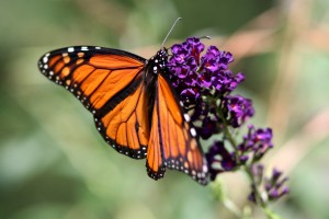 Monarch on butterfly bush
